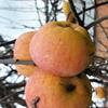 Apple: Kings Grace