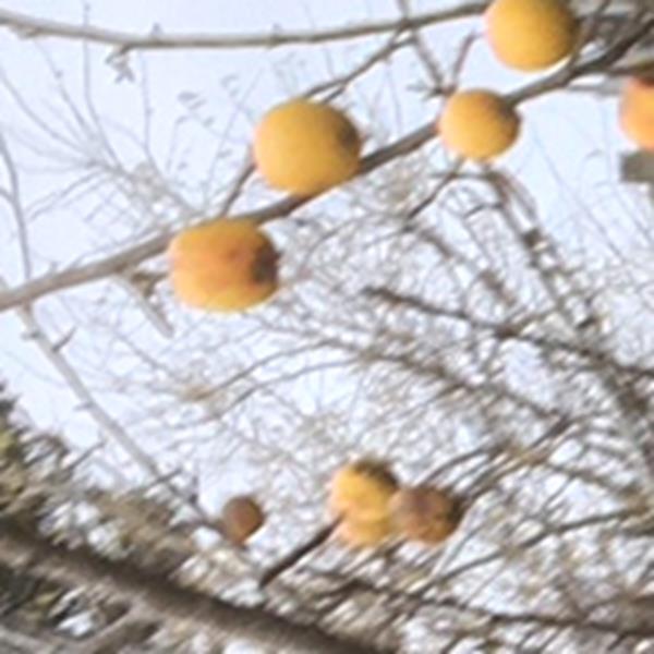 Apple: Necessity Brae