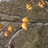 Apple: Necessity Brae