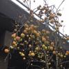 Apple: Necessity Brae