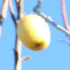 Apple: Thornwell