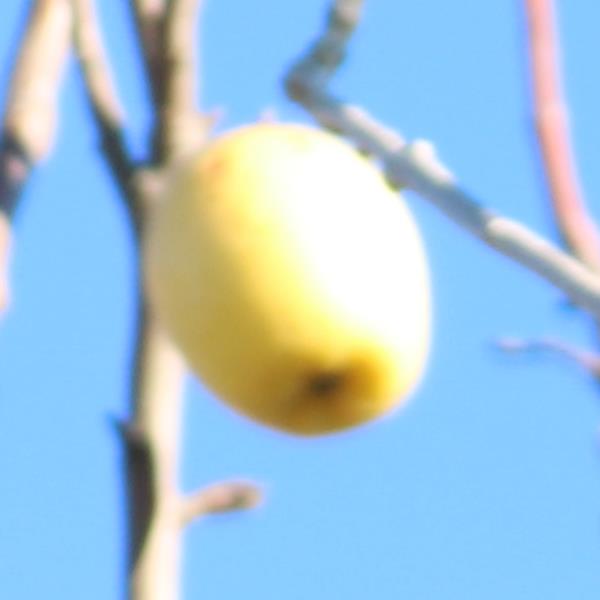 Apple: Thornwell