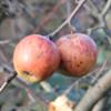 Apple: Celeste