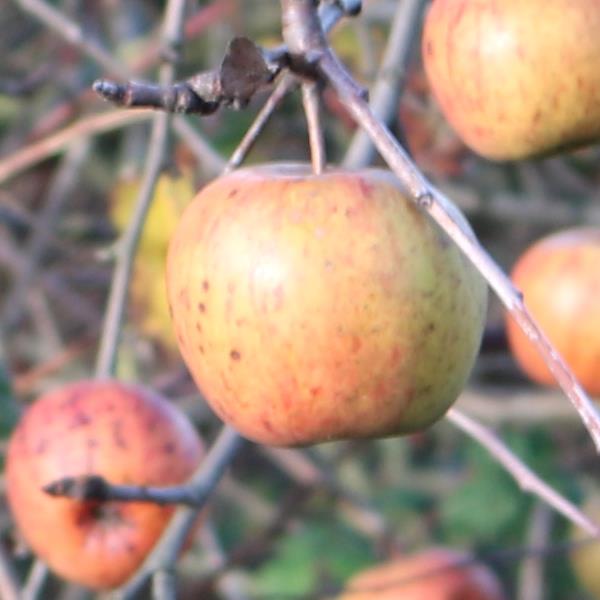 Apple: Celeste
