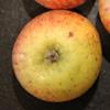 Apple: Celeste