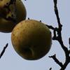 Apple: Damore