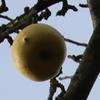 Apple: Damore