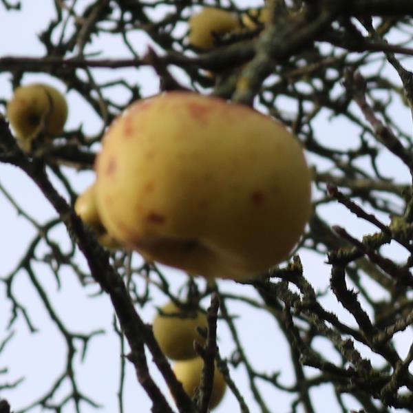 Apple: Damore