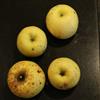 Apple: Damore
