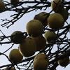 Apple: Whitfield
