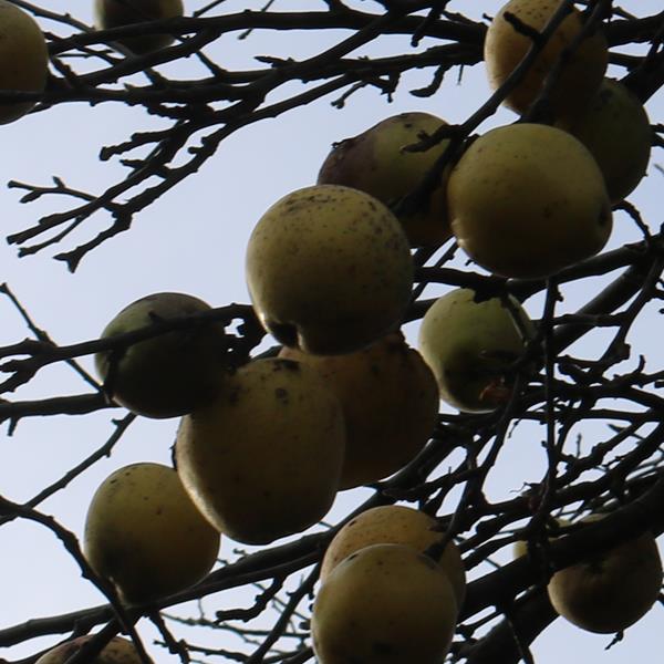 Apple: Whitfield