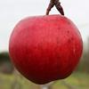 Apple: Arlet