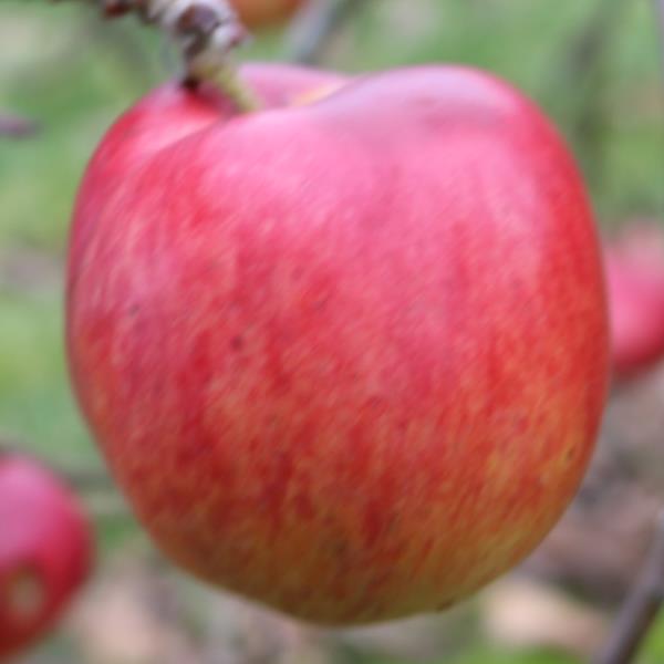 Apple: Bellida