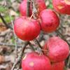 Apple: Bellida