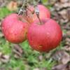 Apple: Bellida
