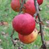 Apple: Bellida
