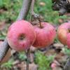Apple: Brighton