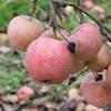Apple: Brighton