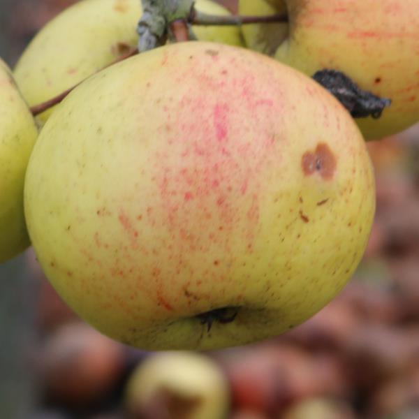Apple: Chusenrainer