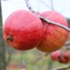Apple: Collins