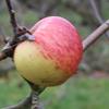 Apple: Collins
