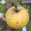 Apple: Elmore Pippin