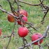Apple: Forex