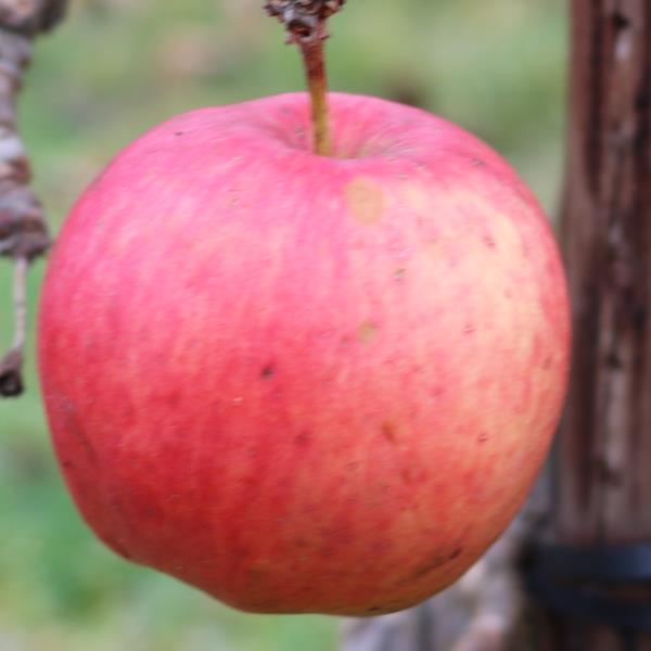 Apple: Forex