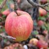 Apple: Forex