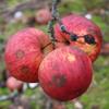 Apple: Gambafina
