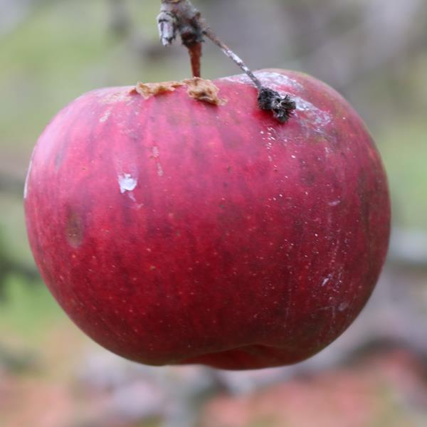 Apple: Gambafina