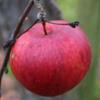Apple: Gambafina