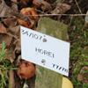 Apple: Horei