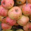 Apple: Horei