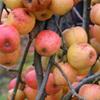 Apple: Horei