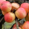 Apple: Horei