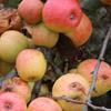 Apple: Horei