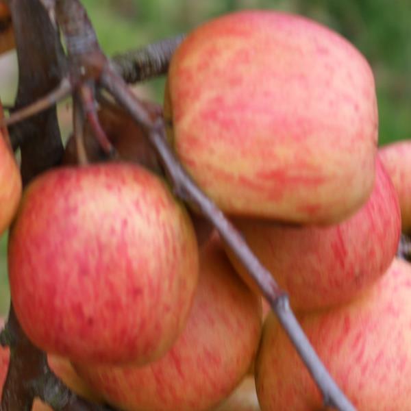 Apple: Horei