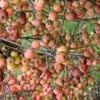 Apple: Horei