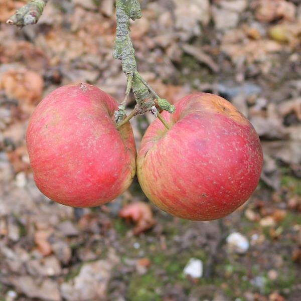 Apple: Keepsake