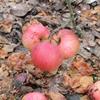 Apple: Keepsake