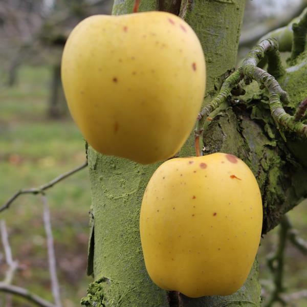 Apple: Kinrei