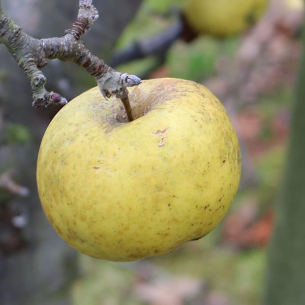 Apple: London Pippin