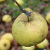 Apple: London Pippin