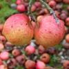 Apple: Meran