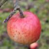 Apple: Missing Link