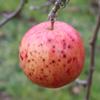 Apple: Missing Link