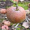 Apple: Ontario