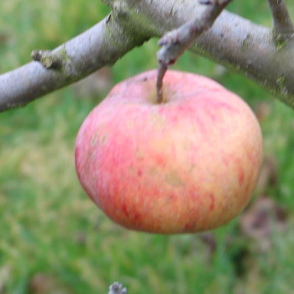 Apple: Ontario