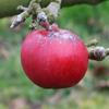 Apple: Prinses Margriet